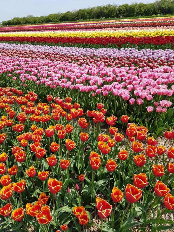 Romantisch Huisje Nabij Het Strand Met Uitzicht Op De Tulpenvelden Julianadorp Exterior foto