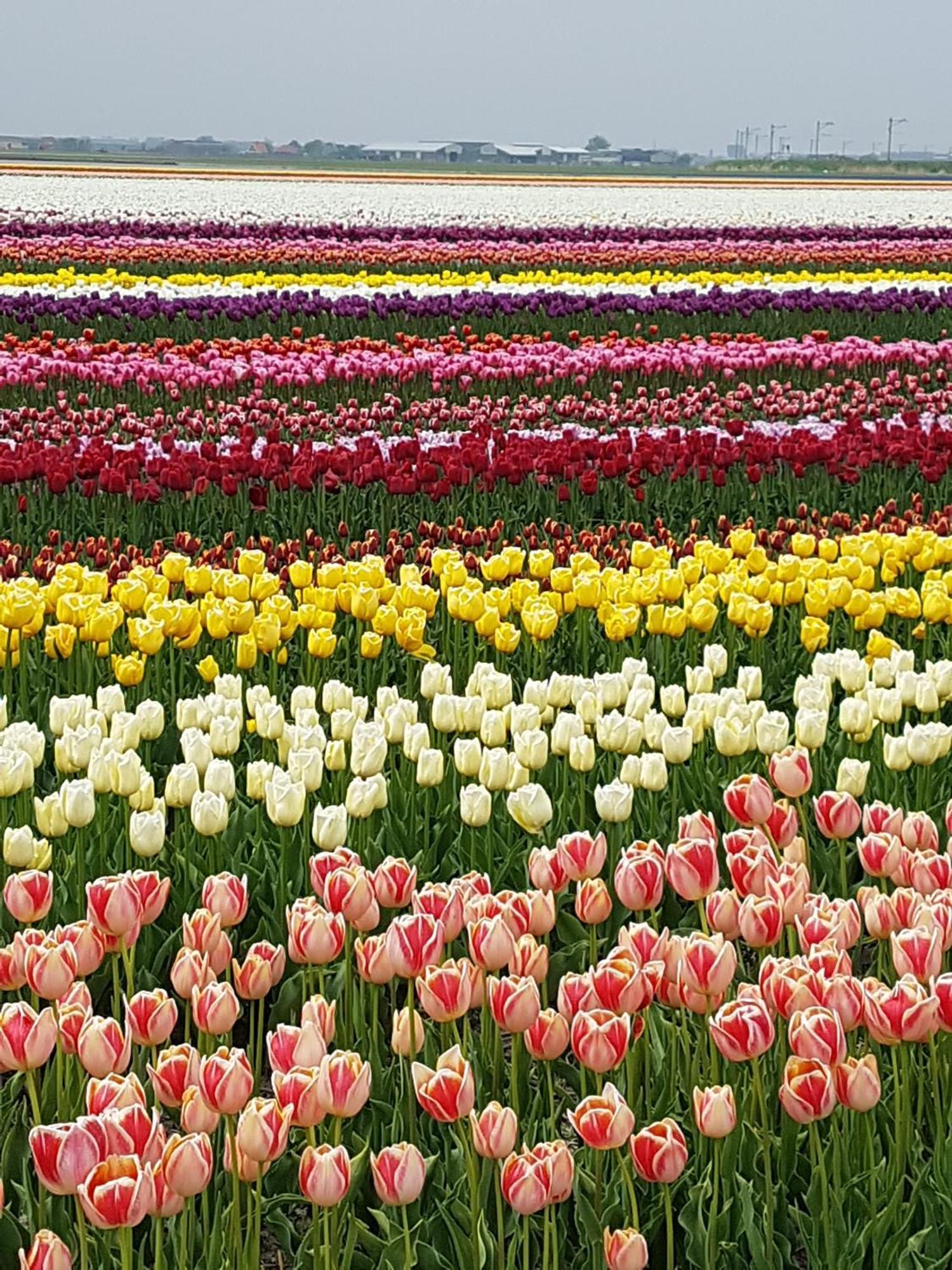 Romantisch Huisje Nabij Het Strand Met Uitzicht Op De Tulpenvelden Julianadorp Exterior foto
