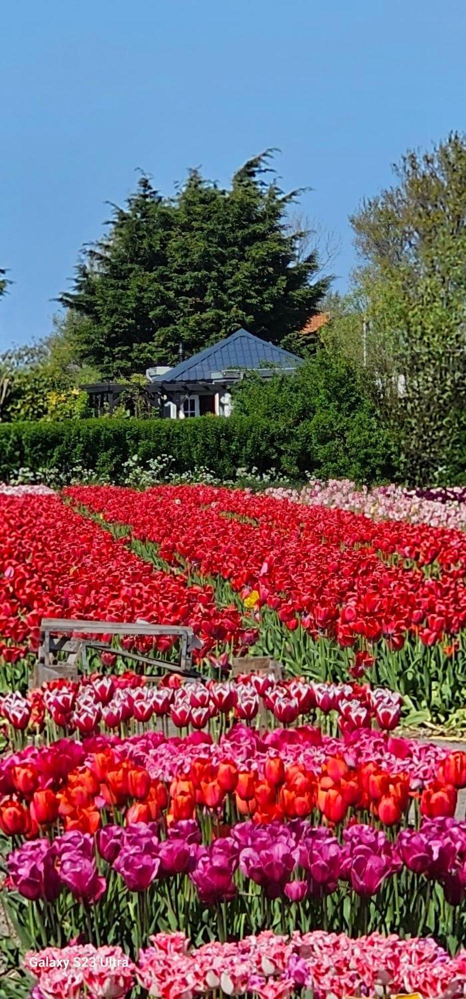 Romantisch Huisje Nabij Het Strand Met Uitzicht Op De Tulpenvelden Julianadorp Exterior foto
