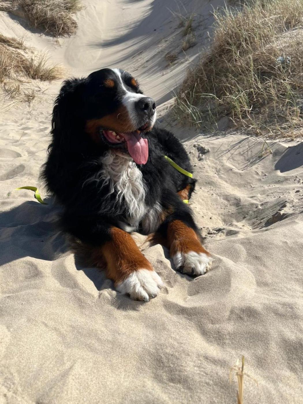 Romantisch Huisje Nabij Het Strand Met Uitzicht Op De Tulpenvelden Julianadorp Exterior foto